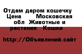 Отдам даром кошечку › Цена ­ 1 - Московская обл. Животные и растения » Кошки   